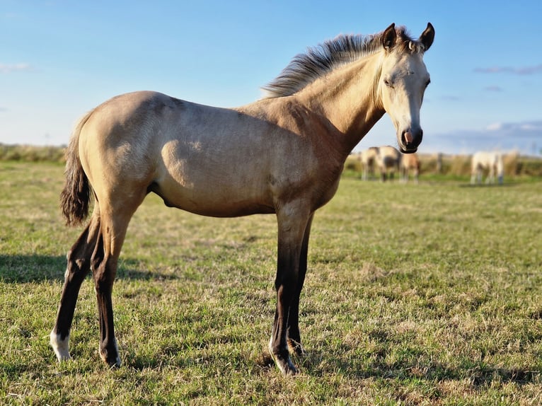 German Riding Pony Stallion Foal (05/2026) 14.1 hh Buckskin in Strijen