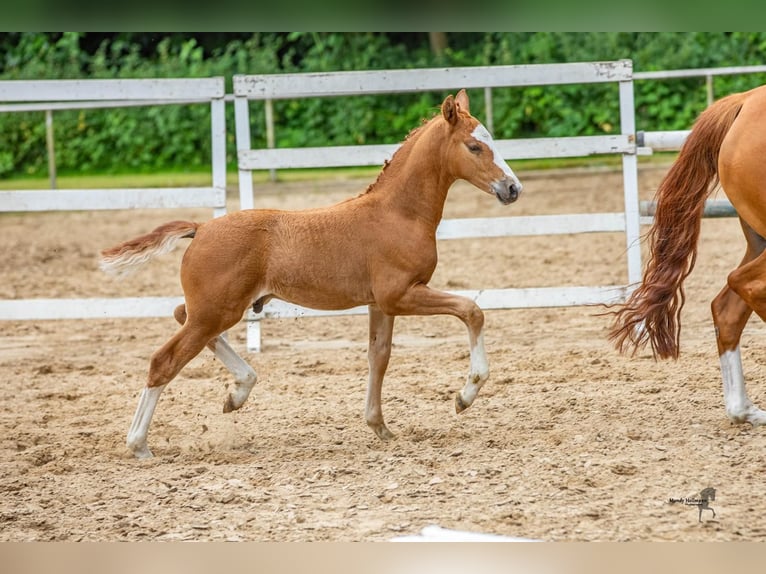 German Riding Pony Stallion Foal (06/2024) 14,1 hh Chestnut-Red in Aurich