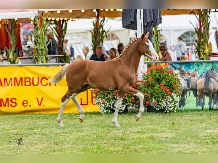 German Riding Pony Stallion Foal (03/2024) 14,1 hh Chestnut-Red in Esens