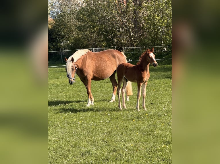 German Riding Pony Stallion Foal (03/2026) 14.1 hh Chestnut-Red in Esens