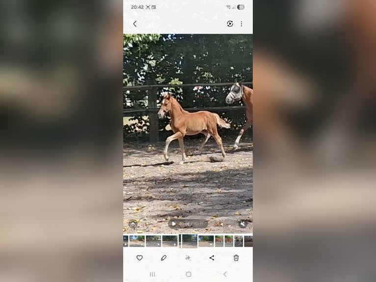 German Riding Pony Stallion Foal (05/2026) 14.1 hh Chestnut-Red in Rüthen