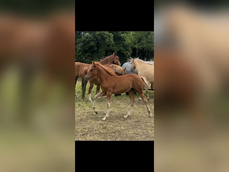 German Riding Pony Stallion Foal (05/2026) 14.1 hh Chestnut-Red in Rüthen