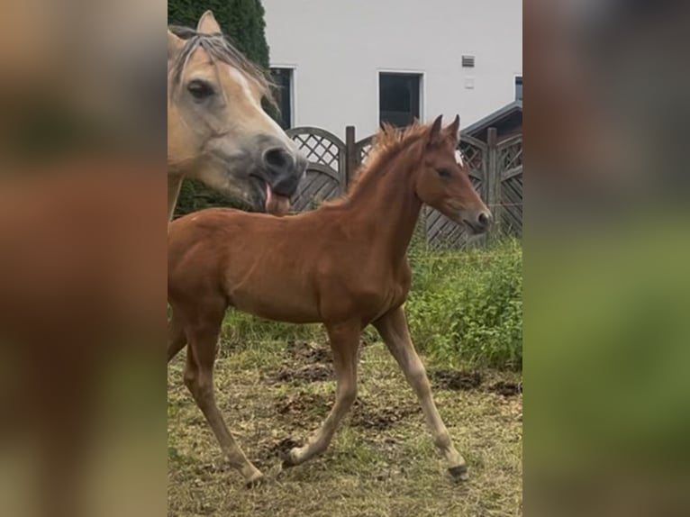 German Riding Pony Stallion Foal (05/2026) 14.1 hh Chestnut-Red in Rüthen