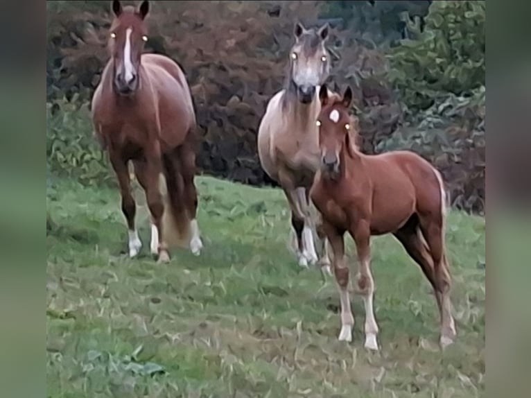 German Riding Pony Stallion Foal (05/2026) 14.1 hh Chestnut-Red in Rüthen