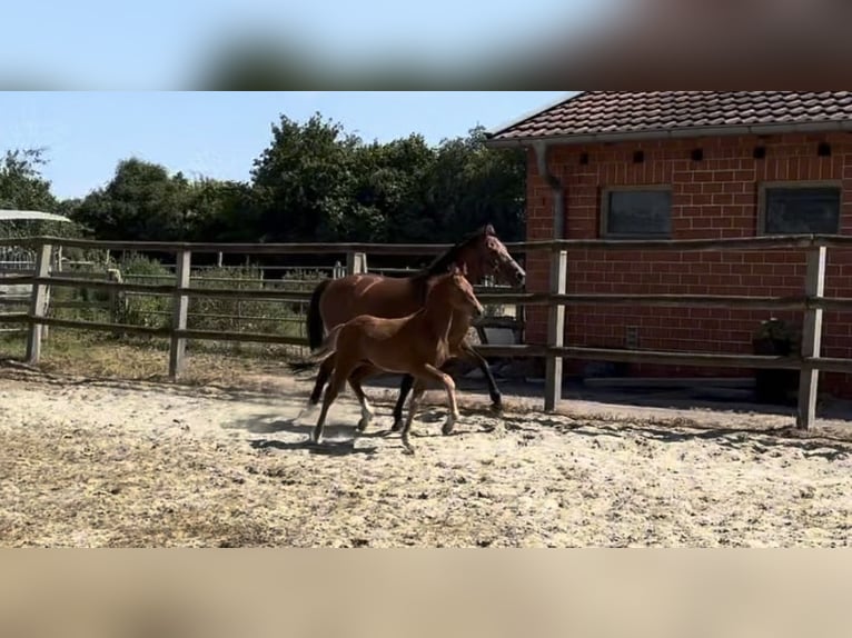 German Riding Pony Stallion Foal (04/2026) 14.1 hh Chestnut-Red in Twistringen