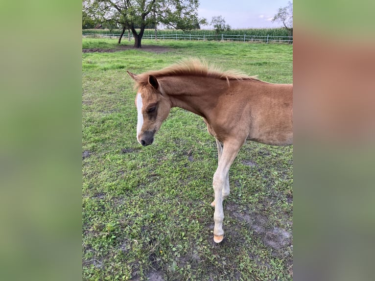 German Riding Pony Stallion Foal (04/2024) 14,1 hh Chestnut-Red in Eydelstedt