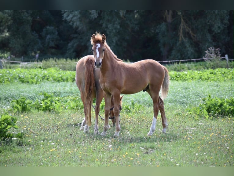 German Riding Pony Stallion Foal (04/2026) 14.1 hh Chestnut-Red in Gross Tetzleben