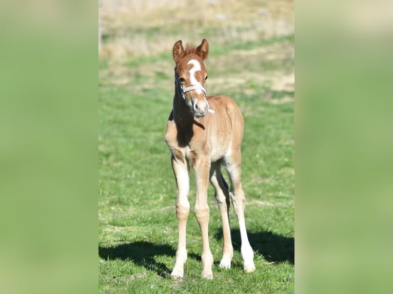 German Riding Pony Stallion Foal (04/2026) 14.1 hh Chestnut-Red in Gross Tetzleben