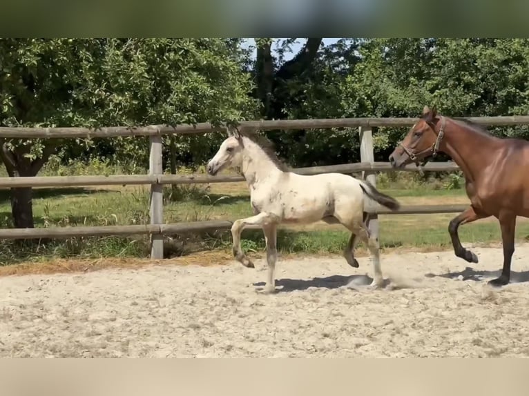 German Riding Pony Stallion Foal (05/2026) 14.1 hh Dun in Twistringen