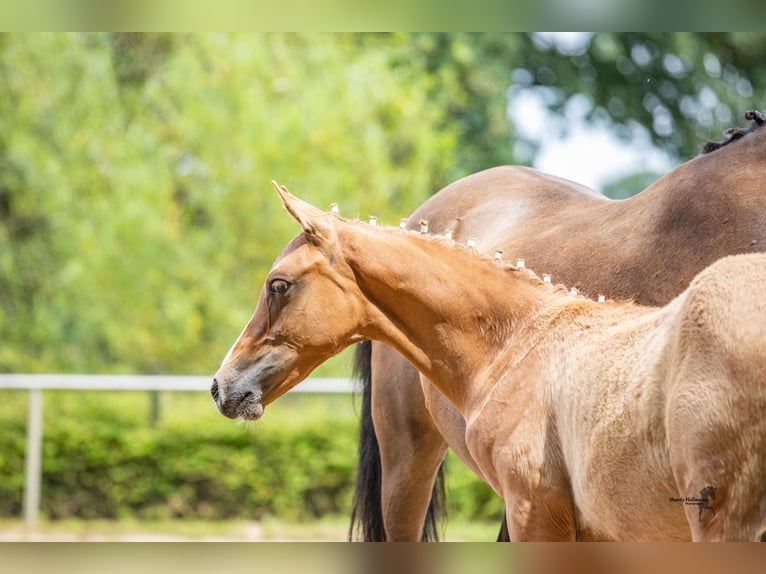 German Riding Pony Stallion Foal (04/2024) 14,1 hh Dun in Esens