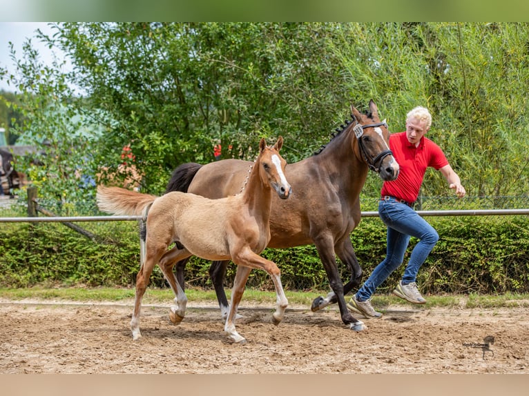 German Riding Pony Stallion Foal (04/2024) 14,1 hh Dun in Esens