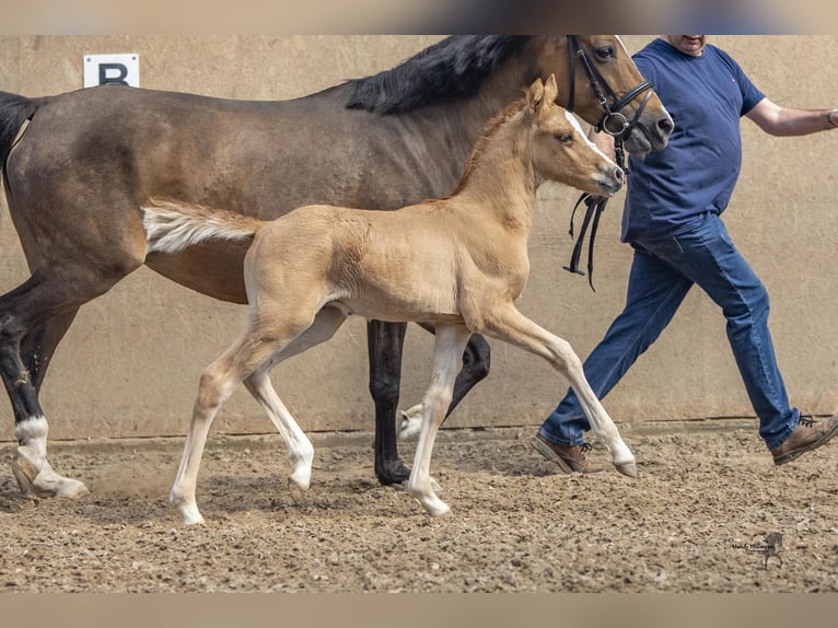 German Riding Pony Stallion Foal (04/2024) 14,1 hh Dun in Esens