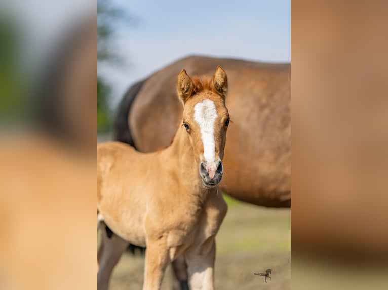 German Riding Pony Stallion Foal (04/2024) 14,1 hh Dun in Esens