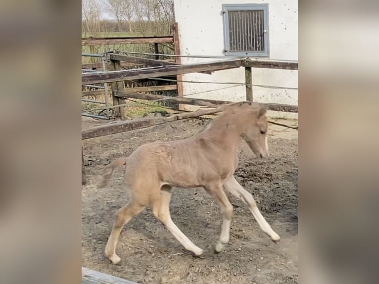 German Riding Pony Stallion  14,1 hh Palomino in Achim