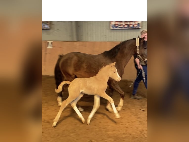 German Riding Pony Stallion  14,1 hh Palomino in Achim