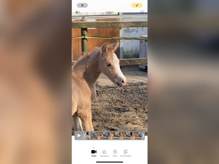 German Riding Pony Stallion  14,1 hh Palomino in Achim