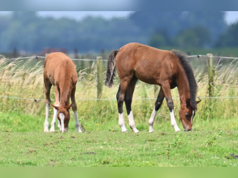 German Riding Pony Stallion Foal (03/2024) 14,1 hh Perlino in Strijen