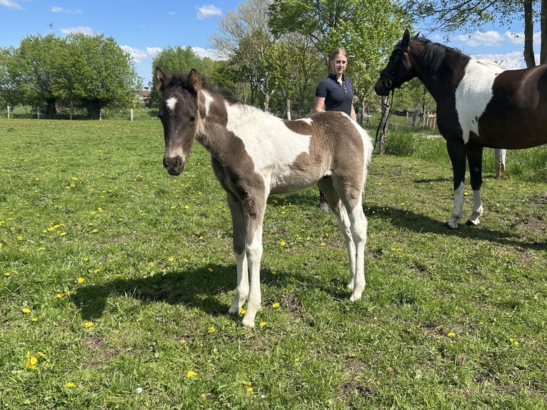 German Riding Pony Stallion Foal (04/2026) 14.1 hh Pinto in Demmin