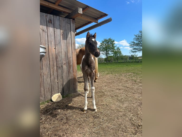 German Riding Pony Stallion Foal (04/2026) 14.1 hh Pinto in Demmin