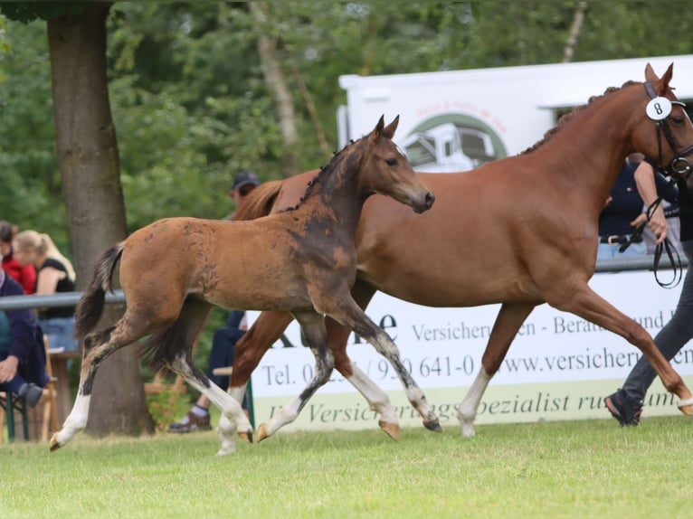 German Riding Pony Stallion Foal (04/2026) 14.2 hh Brown in Herzebrock-Clarholz