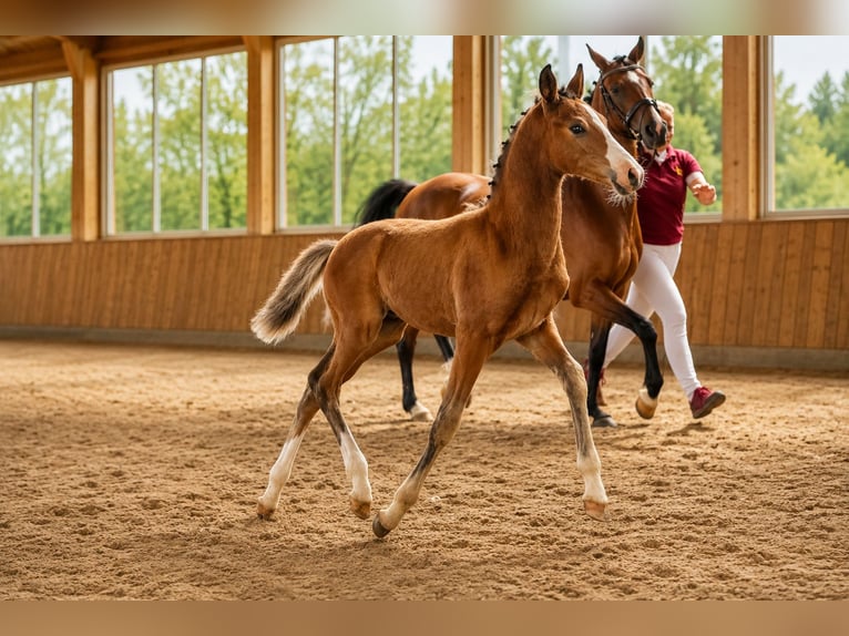 German Riding Pony Stallion Foal (05/2026) 14.2 hh Brown in Eilsleben