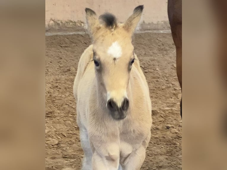 German Riding Pony Stallion Foal (03/2024) 14,2 hh Buckskin in Achim