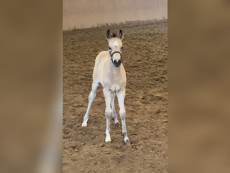 German Riding Pony Stallion Foal (03/2024) 14,2 hh Buckskin in Achim