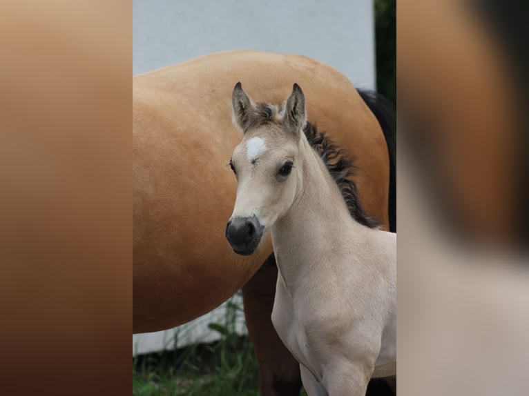 German Riding Pony Stallion Foal (05/2024) 14,2 hh Buckskin in Hüffelsheim