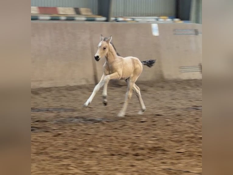 German Riding Pony Stallion Foal (01/2026) 14.2 hh Buckskin in Achim