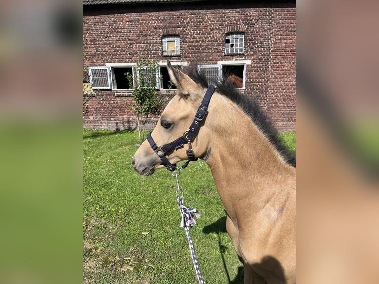 German Riding Pony Stallion Foal (05/2024) 14,2 hh Buckskin in Datteln