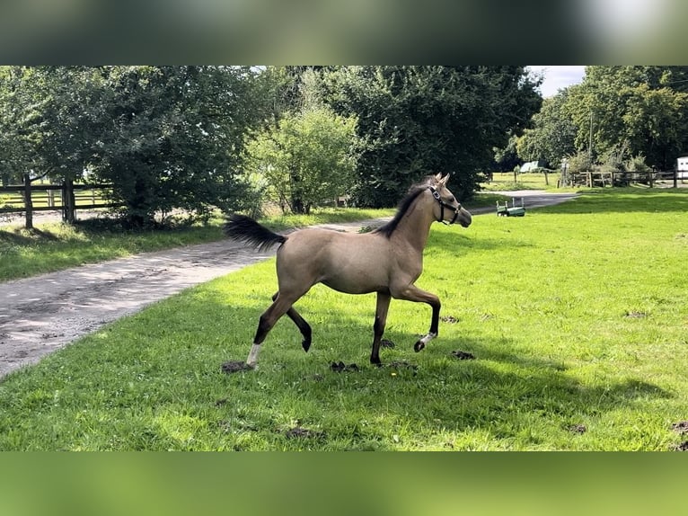 German Riding Pony Stallion Foal (05/2024) 14,2 hh Buckskin in Datteln