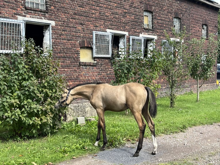 German Riding Pony Stallion Foal (05/2024) 14,2 hh Buckskin in Datteln