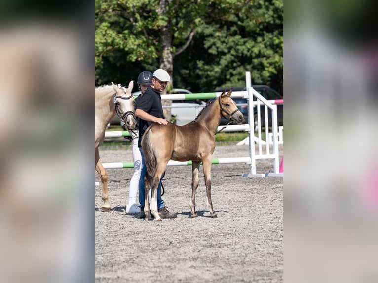 German Riding Pony Stallion Foal (04/2026) 14.2 hh Buckskin in Eberdingen-Nußdorf