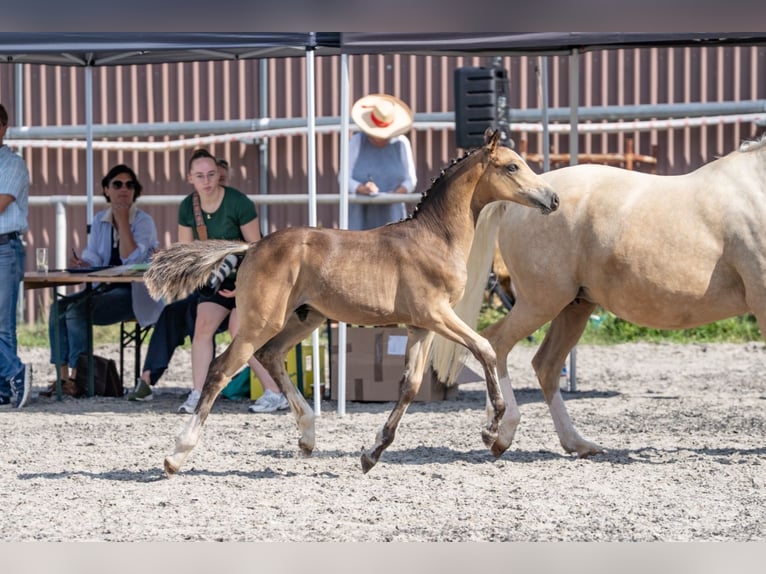 German Riding Pony Stallion Foal (04/2026) 14.2 hh Buckskin in Eberdingen-Nußdorf