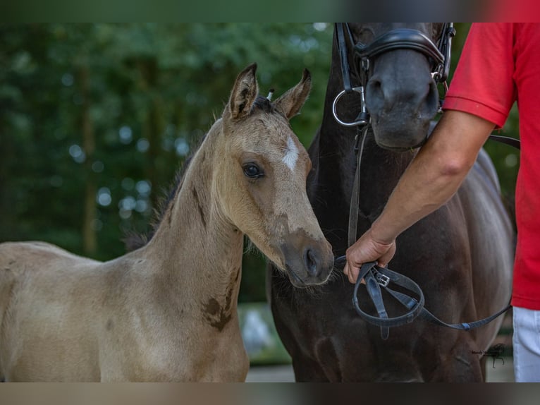 German Riding Pony Stallion Foal (05/2024) 14,2 hh Buckskin in Bad Essen