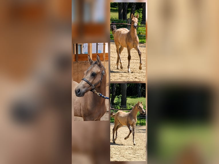 German Riding Pony Stallion Foal (03/2026) 14.2 hh Buckskin in Hagen im Bremischen