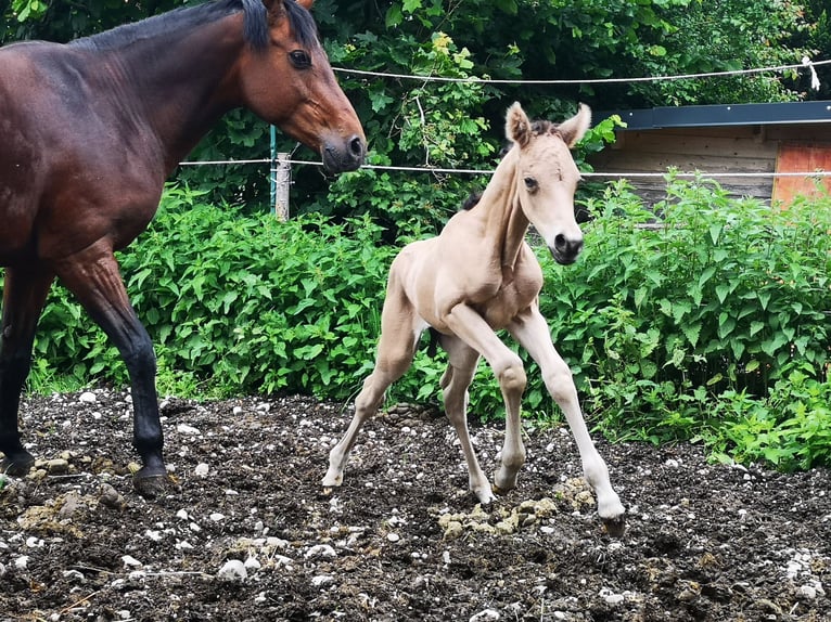 German Riding Pony Stallion Foal (05/2024) 14,2 hh Buckskin in Ebersberg