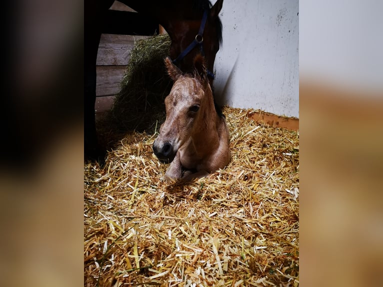 German Riding Pony Stallion Foal (05/2024) 14,2 hh Buckskin in Ebersberg