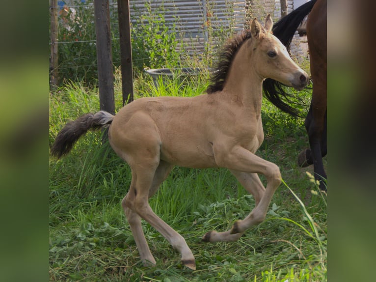 German Riding Pony Stallion Foal (05/2024) 14,2 hh Buckskin in Ebersberg