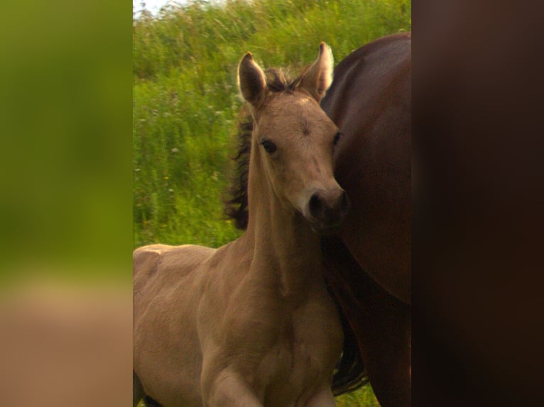 German Riding Pony Stallion Foal (05/2024) 14,2 hh Buckskin in Ebersberg