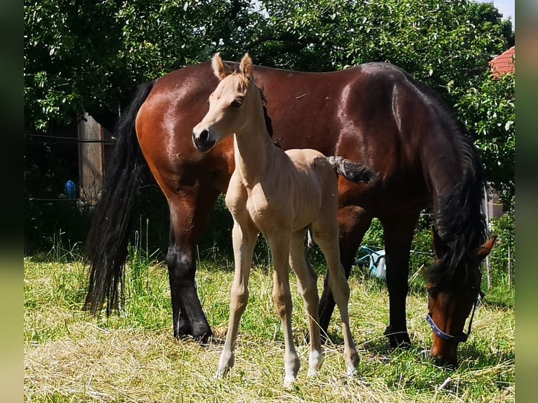 German Riding Pony Stallion Foal (05/2024) 14,2 hh Buckskin in Ebersberg