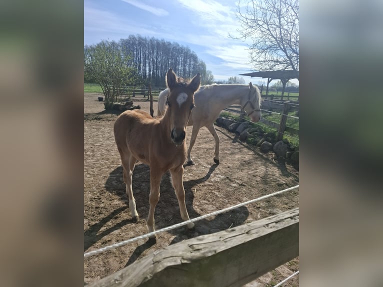 German Riding Pony Stallion Foal (03/2026) 14.2 hh Buckskin in Burow
