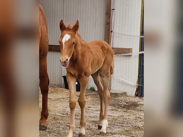 German Riding Pony Stallion Foal (03/2024) 14,2 hh Chestnut-Red in Ostrhauderfehn