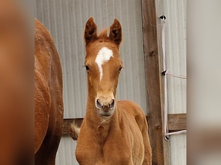 German Riding Pony Stallion Foal (03/2024) 14,2 hh Chestnut-Red in Ostrhauderfehn