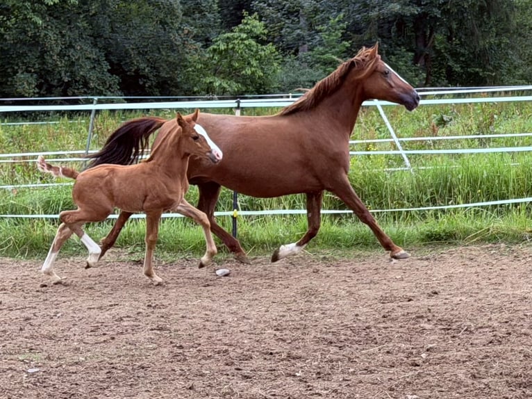 German Riding Pony Stallion Foal (05/2026) 14.2 hh Chestnut-Red in Marktschorgast