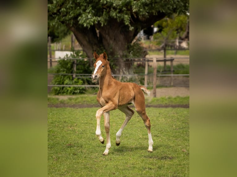 German Riding Pony Stallion Foal (05/2026) 14.2 hh Chestnut-Red in Willemstad