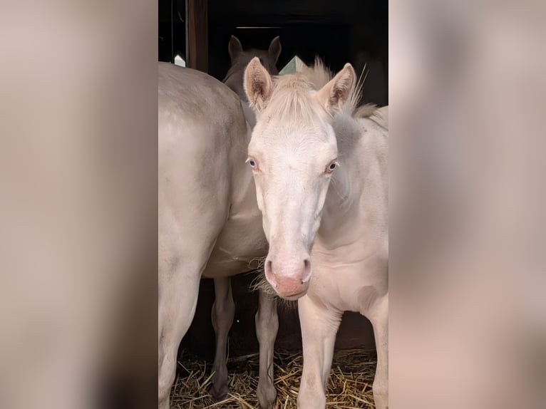 German Riding Pony Stallion Foal (04/2026) 14.2 hh Cremello in Vreden