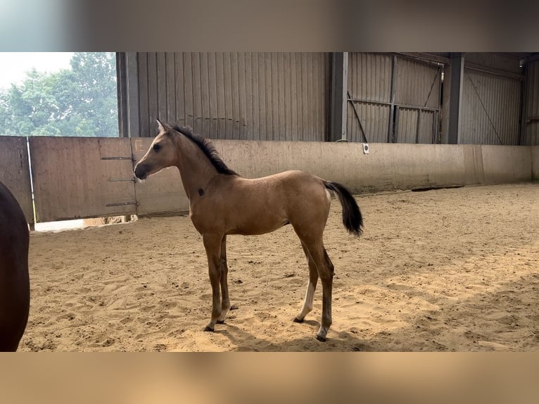 German Riding Pony Stallion Foal (05/2024) 14,2 hh Dun in Datteln