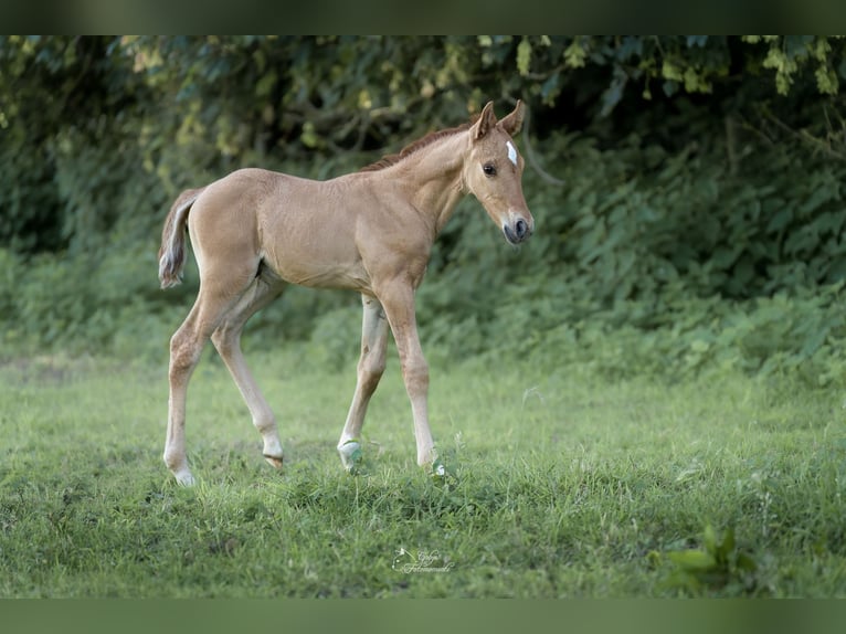 German Riding Pony Stallion Foal (05/2026) 14.2 hh Dun in Grevenbroich