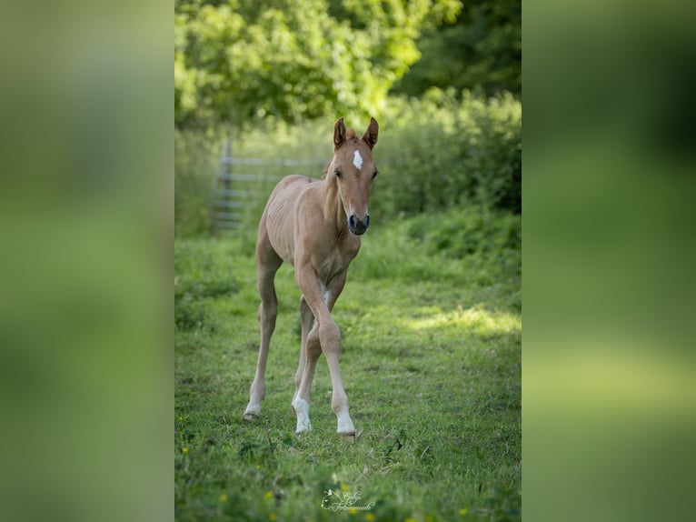 German Riding Pony Stallion Foal (05/2026) 14.2 hh Dun in Grevenbroich